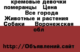 кремовые девочки померанцы › Цена ­ 30 000 - Все города Животные и растения » Собаки   . Воронежская обл.